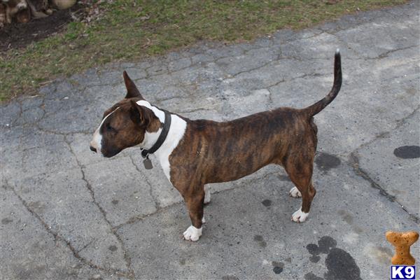 Bull Terrier dog