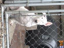 bull terrier puppy posted by 2229jennings