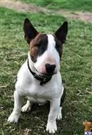 Bull Terrier