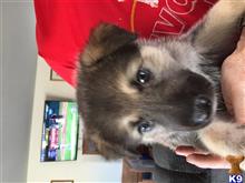 wolf dog puppy posted by 24petunia