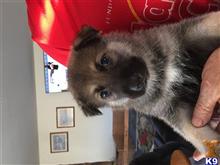 wolf dog puppy posted by 24petunia