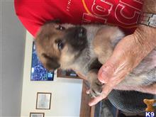 wolf dog puppy posted by 24petunia