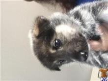 wolf dog puppy posted by 24petunia