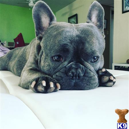 a french bulldog dog lying on a bed