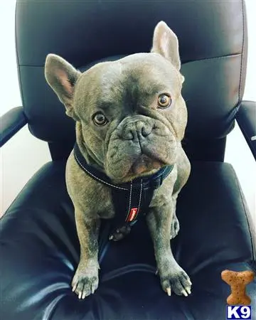 French Bulldog stud dog