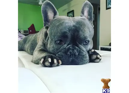 French Bulldog