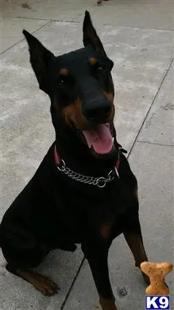 Doberman Pinscher stud dog: a doberman pinscher dog with a chain on its neck