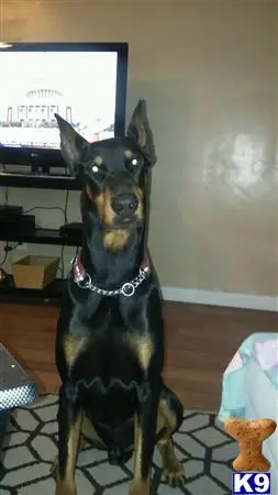 Doberman Pinscher stud dog: a doberman pinscher dog sitting in front of a television