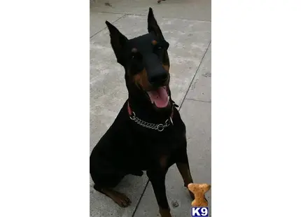 Doberman Pinscher stud dog: a doberman pinscher dog with a chain on its neck