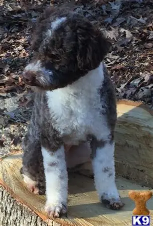 Poodle stud dog