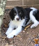labradoodle puppy posted by 3-2