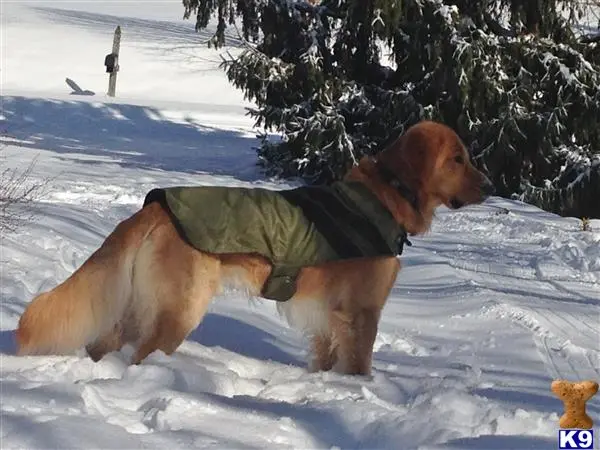 Golden Retriever stud dog