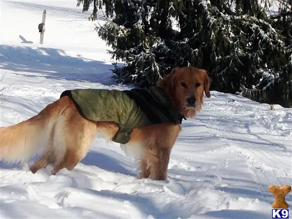 Golden Retriever stud dog