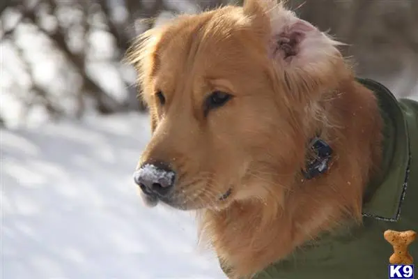 Golden Retriever stud dog