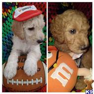 goldendoodles puppy posted by 3puppies