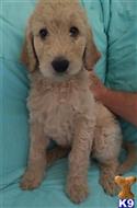 goldendoodles puppy posted by 3puppies