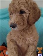 goldendoodles puppy posted by 3puppies