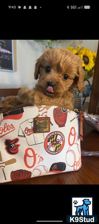 a cavapoo dog with a heart on its chest