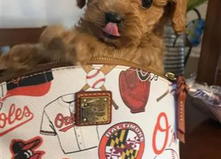 a cavapoo dog with a heart on its chest