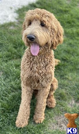 Goldendoodles