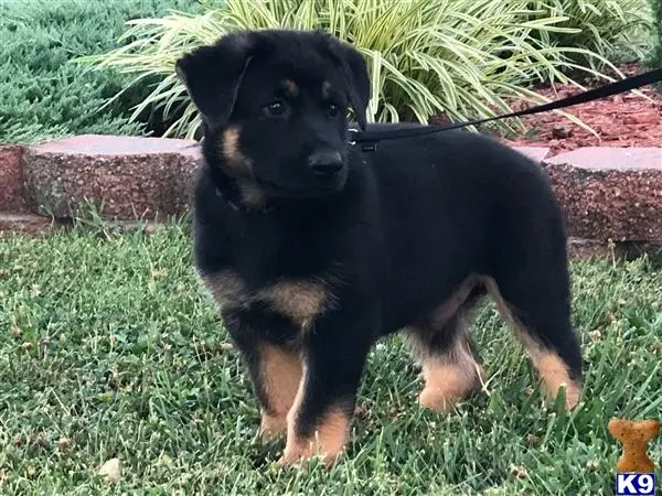 German Shepherd