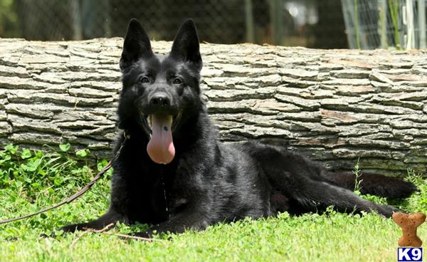 German Shepherd dog