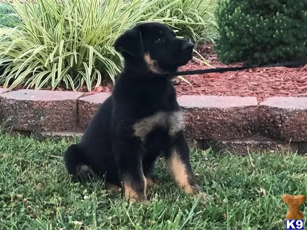 German Shepherd puppy for sale