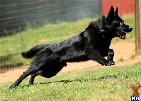 German Shepherd dog