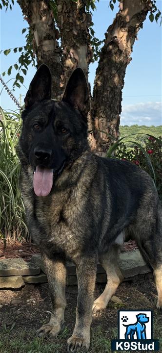 a german shepherd dog standing outside