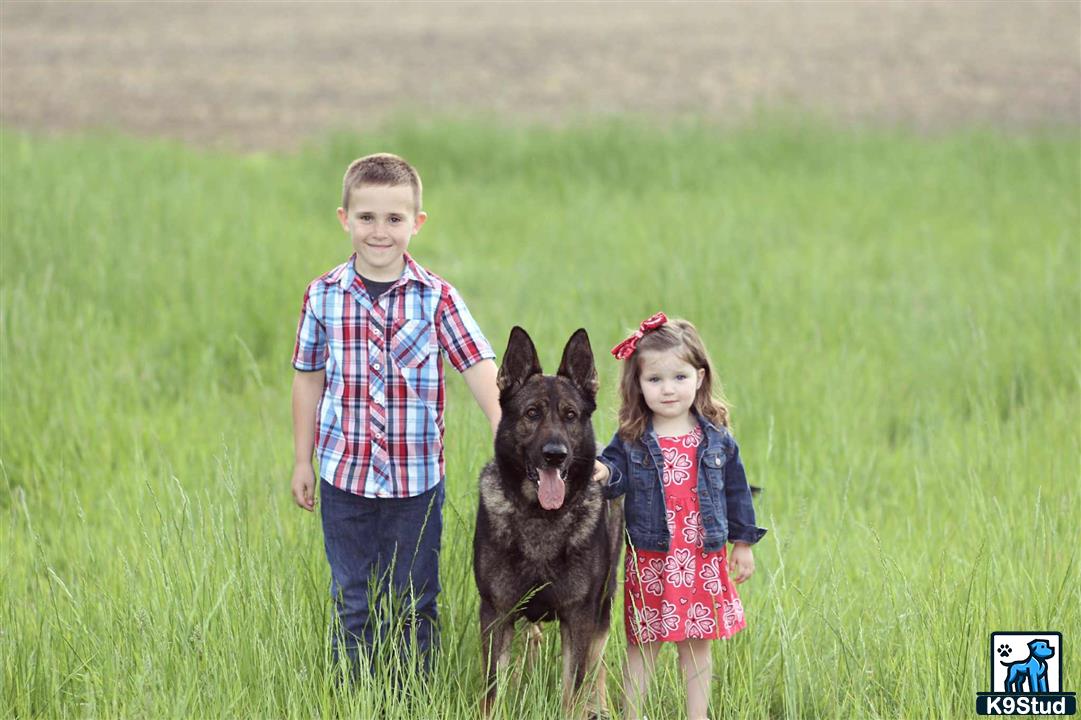 a boy and girl standing in a grassy field with a german shepherd dog