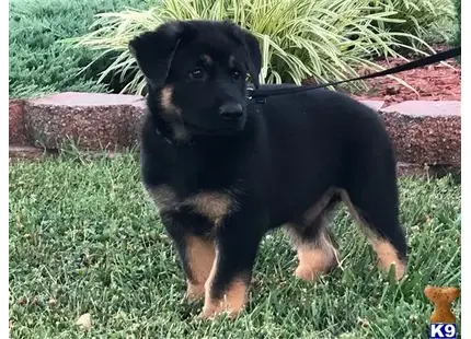 German Shepherd