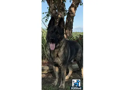 German Shepherd puppy for sale