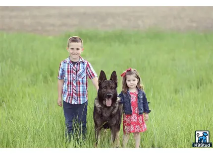 a boy and girl standing in a grassy field with a german shepherd dog