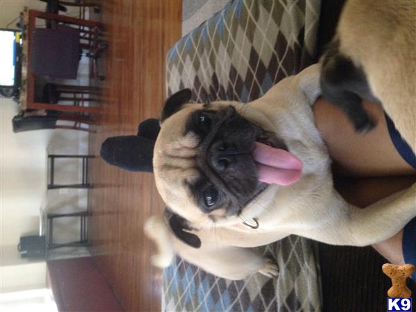 Pug stud dog: Light tan Pug with a happy expression lounging indoors