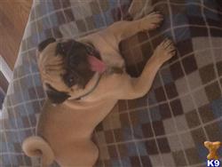 Pug stud dog: Fawn Pug lying on a plaid blanket with tongue out