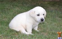 labrador retriever puppy posted by 4crosskennels