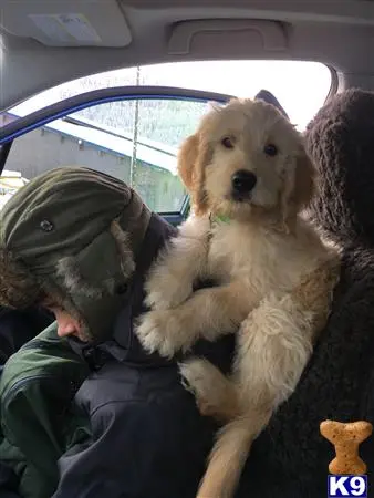 Goldendoodles stud dog