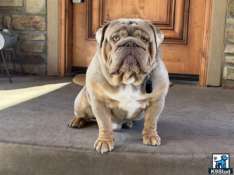 a english bulldog dog sitting on the floor