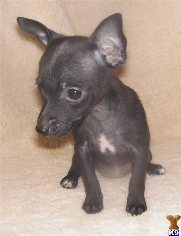 Rat Terrier Puppy for Sale 5280 Toy Rat Terriers Tiny Tot / Teacup Tri