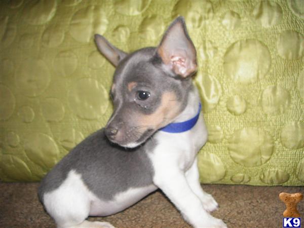 blue rat terrier puppies for sale rat terrier puppy for sale 5280 rat terriers rat terrier pilgrim x 7 years blue rat terrier puppies for sale rat terrier puppy for sale 5280 rat terriers rat terrier pilgrim x 7 years