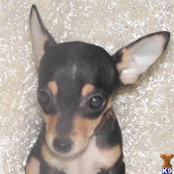rat terrier puppies for sale rat terrier quotes rat terrier puppies for sale rat terrier quotes