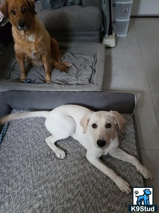 Labrador Retriever
