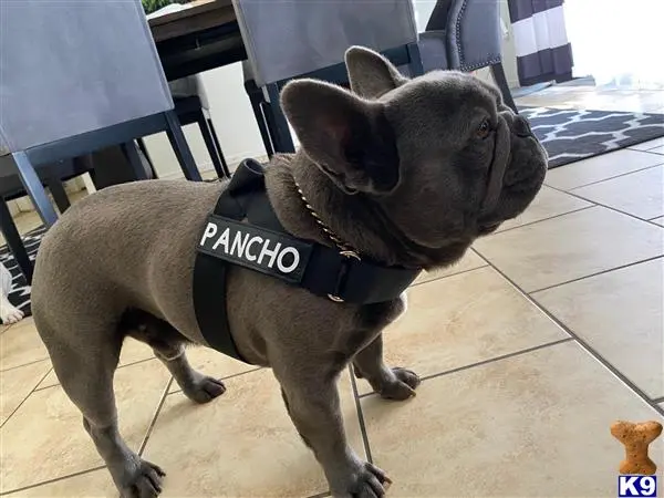 French Bulldog stud dog