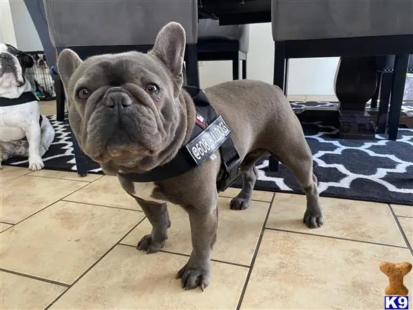 French Bulldog stud dog