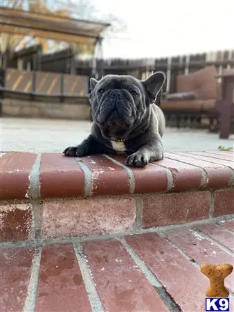 French Bulldog stud dog