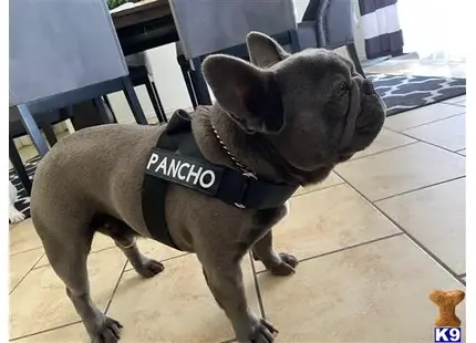 a french bulldog dog wearing a harness