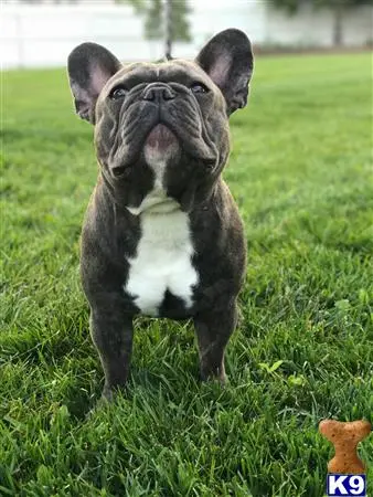 French Bulldog stud dog