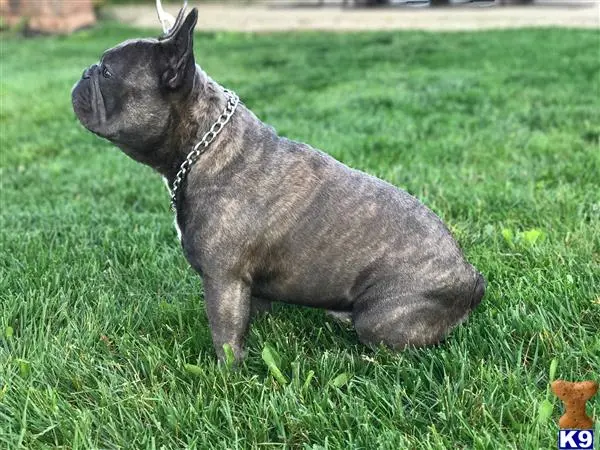 French Bulldog stud dog