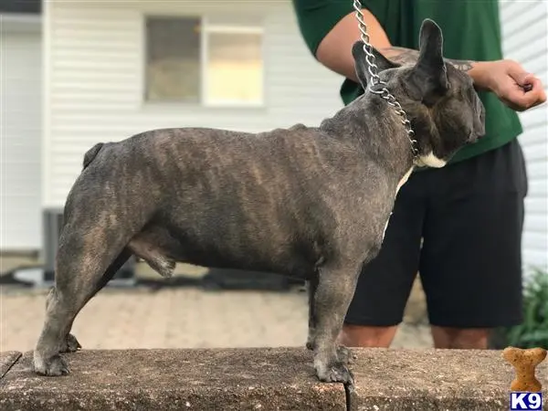 French Bulldog stud dog