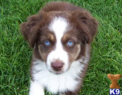 Miniature Australian Shepherd dog